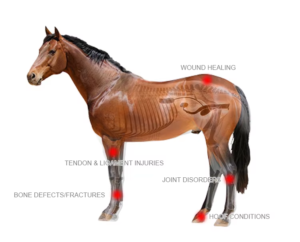 Horse PRP Collection Tube 10ml